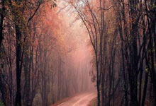 AYX体育赛事-澳网鏖战年终总决赛，德约科维奇高光表现